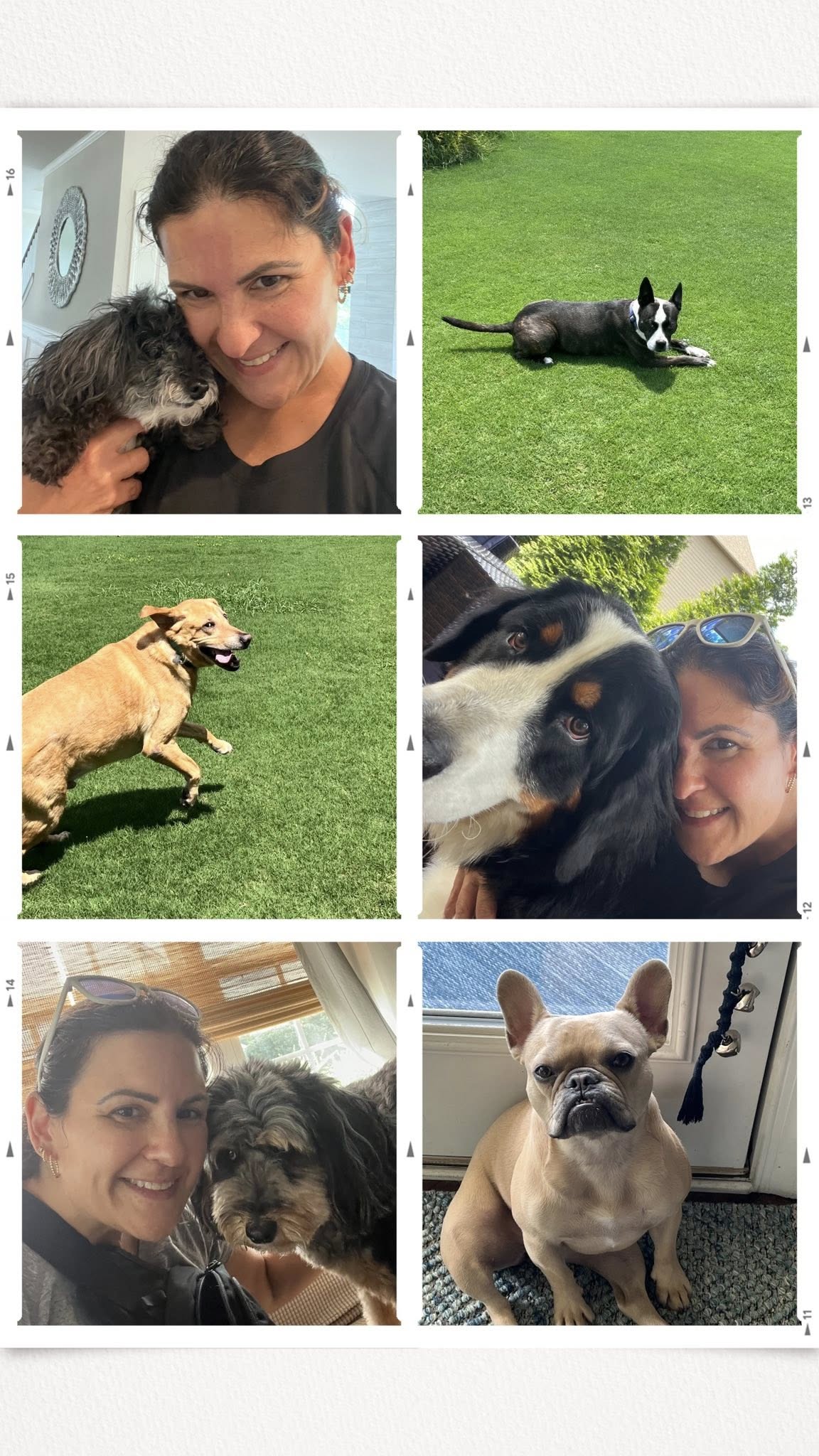 Pet being cared for by Pet Posse